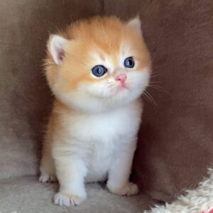 Buy Male British Shorthair Kitten