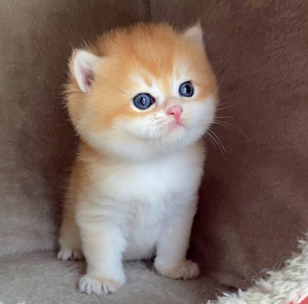 Buy Male British Shorthair Kitten