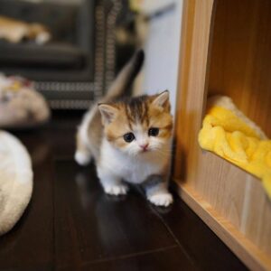 https://luxebritishpaws.com/product/British Shorthair price USA/Canada/Australia/