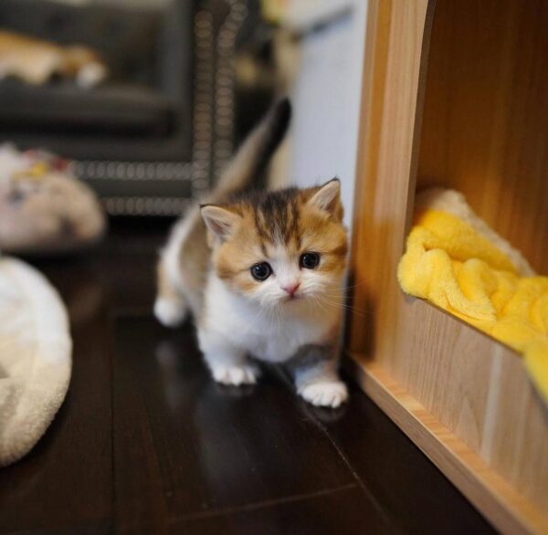https://luxebritishpaws.com/product/British Shorthair price USA/Canada/Australia/