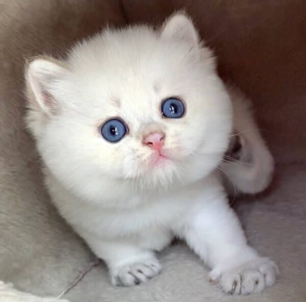 Luna Female - Image 8