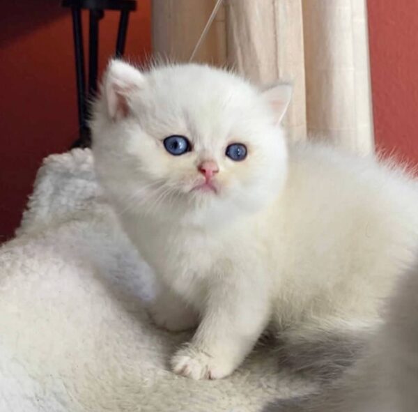 Luna Female - Image 4