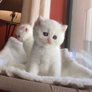 https://luxebritishpaws.com/product/Reputable British Shorthair breeders/