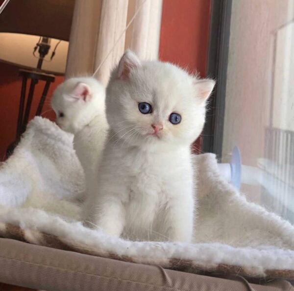 https://luxebritishpaws.com/product/Reputable British Shorthair breeders/