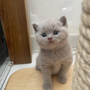 https://luxebritishpaws.com/product/British Shorthair Kittens for Adoption – Reserve Daisy Now/