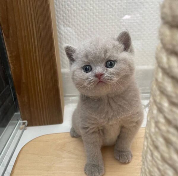 https://luxebritishpaws.com/product/British Shorthair Kittens for Adoption – Reserve Daisy Now/