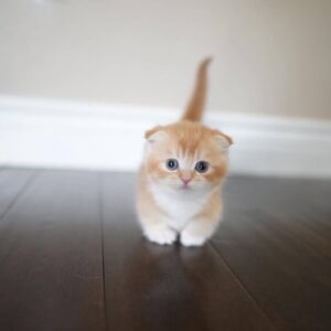 https://luxebritishpaws.com/product/British Shorthair Kittens for Sale/